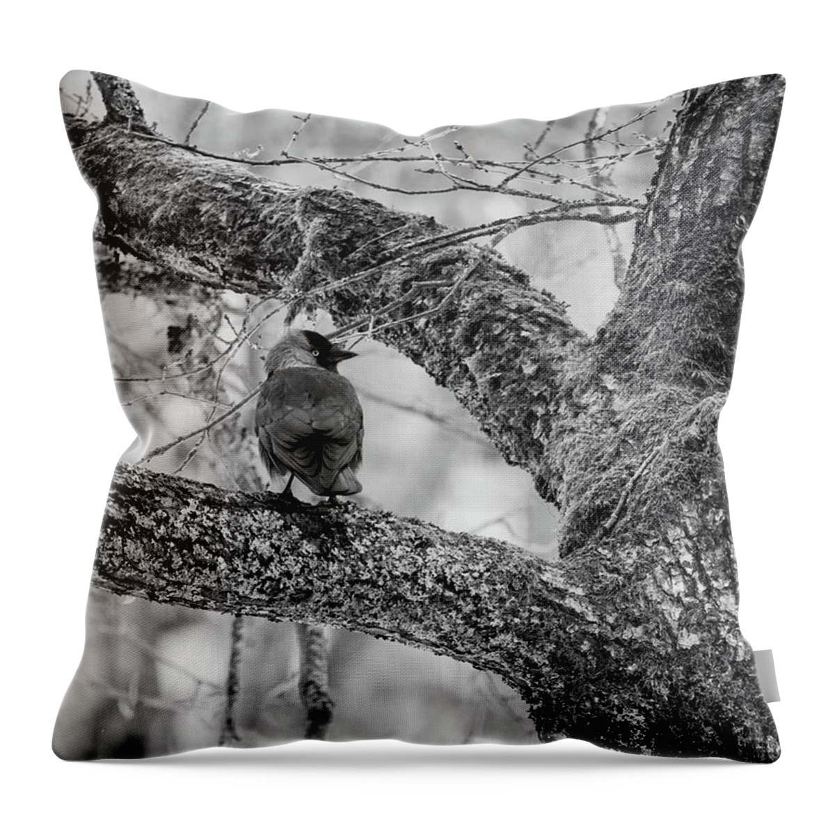  Throw Pillow featuring the photograph Eurasian jackdaw and an old tree bw by Jouko Lehto