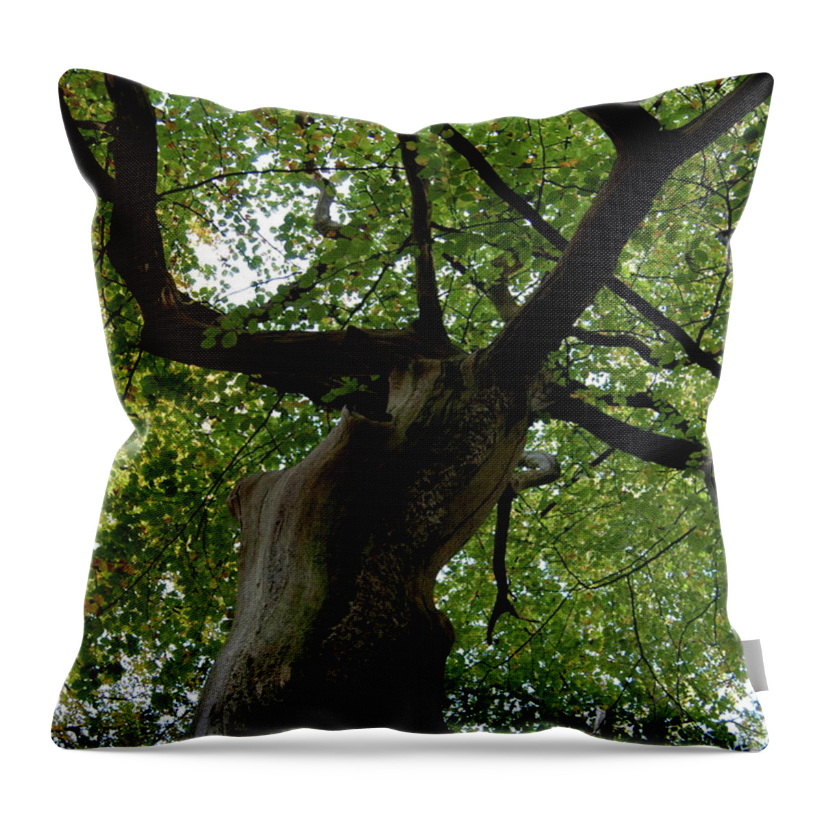 Beech Throw Pillow featuring the photograph European beech tree New Forest England by Loren Dowding