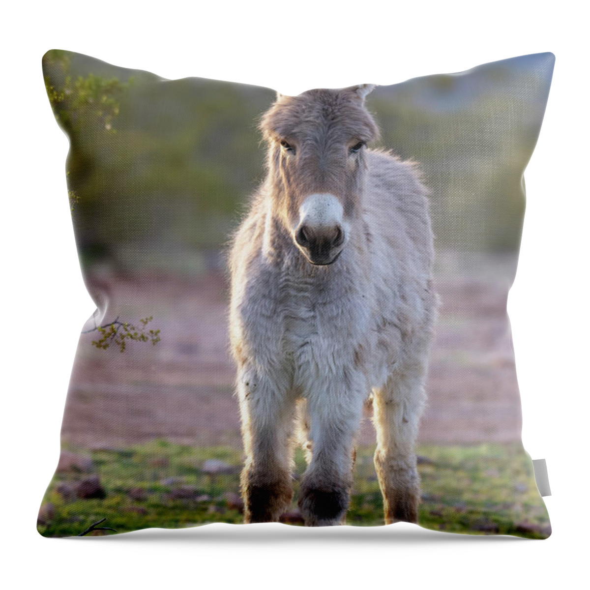 Wild Burro Throw Pillow featuring the photograph Evening Friend by Mary Hone