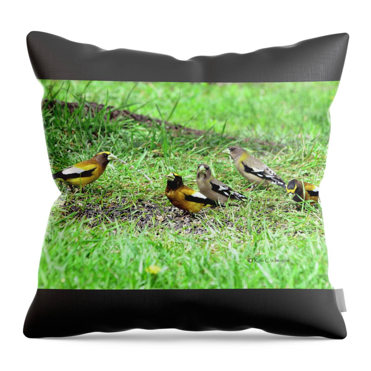 Birds Throw Pillow featuring the photograph Evening Grosbeaks by Kae Cheatham