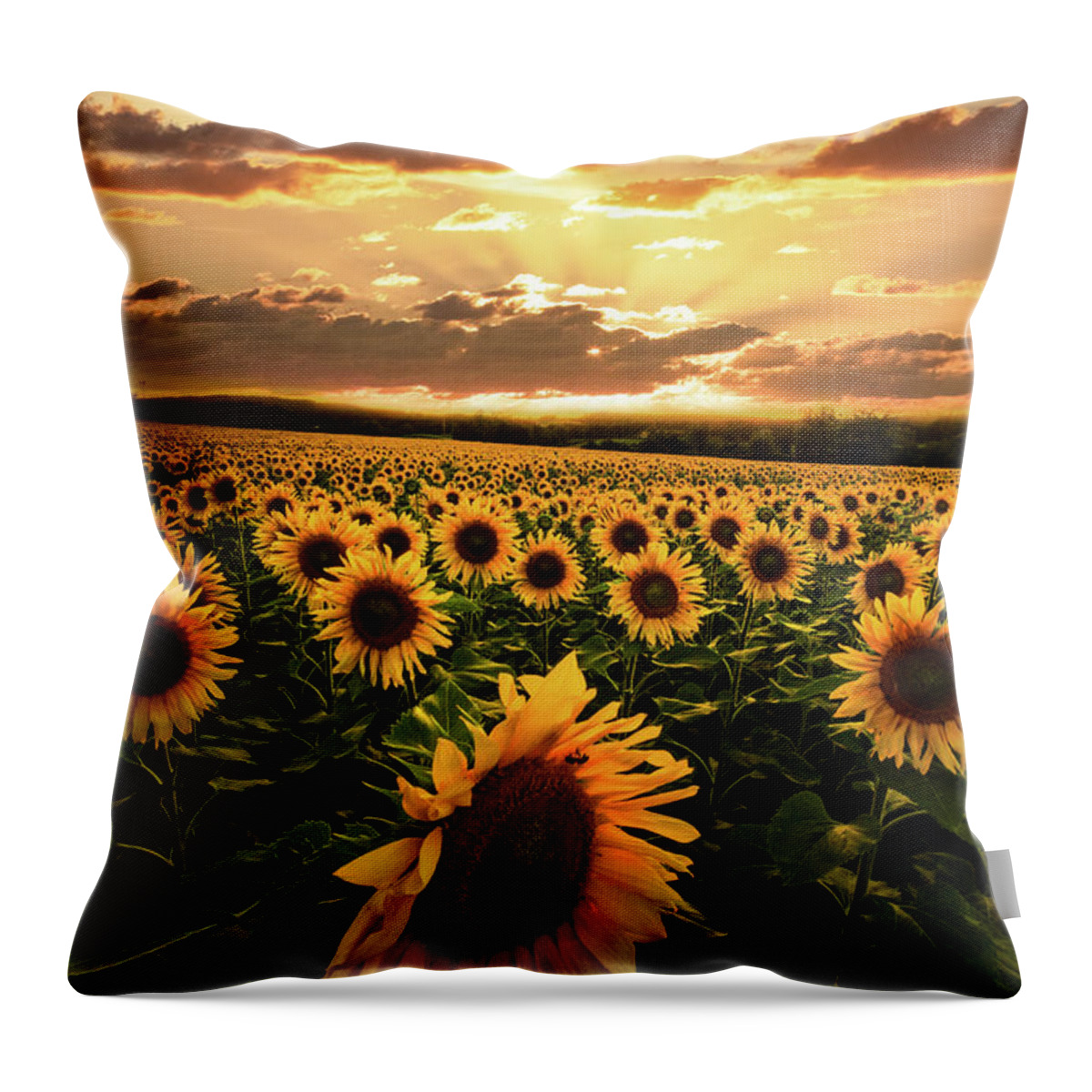 Barns Throw Pillow featuring the photograph Evening Sunset Sunflowers by Debra and Dave Vanderlaan