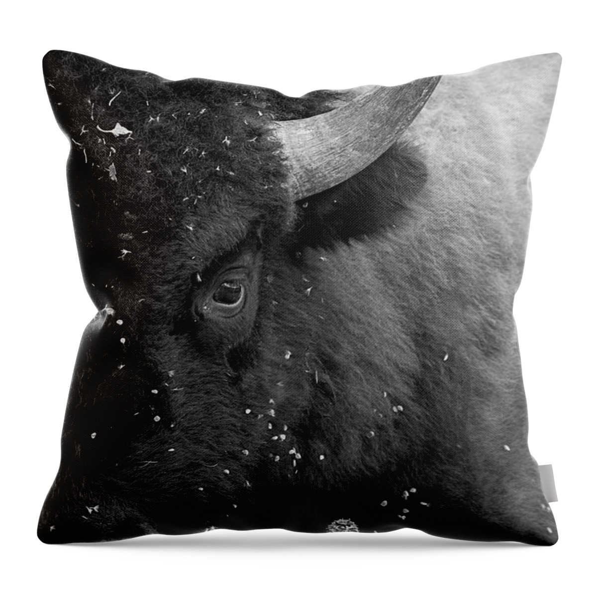 Buffalo Throw Pillow featuring the photograph Eye of the Bison Monochrome by TL Wilson Photography by Teresa Wilson