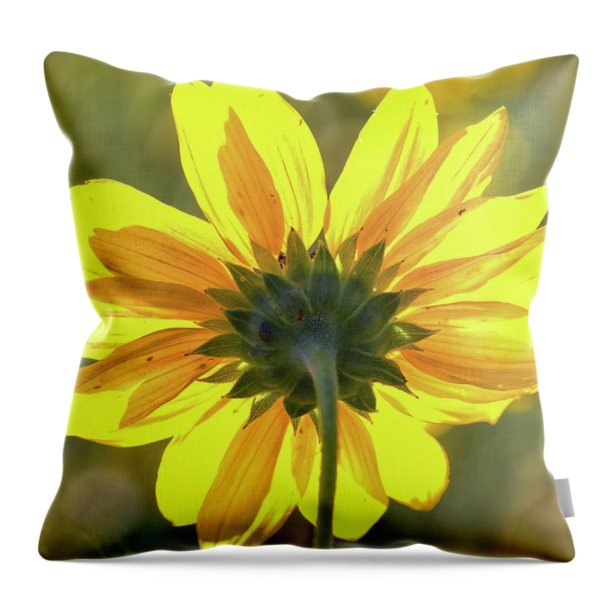 Sunflower Throw Pillow featuring the photograph Facing the sun by Bob Falcone