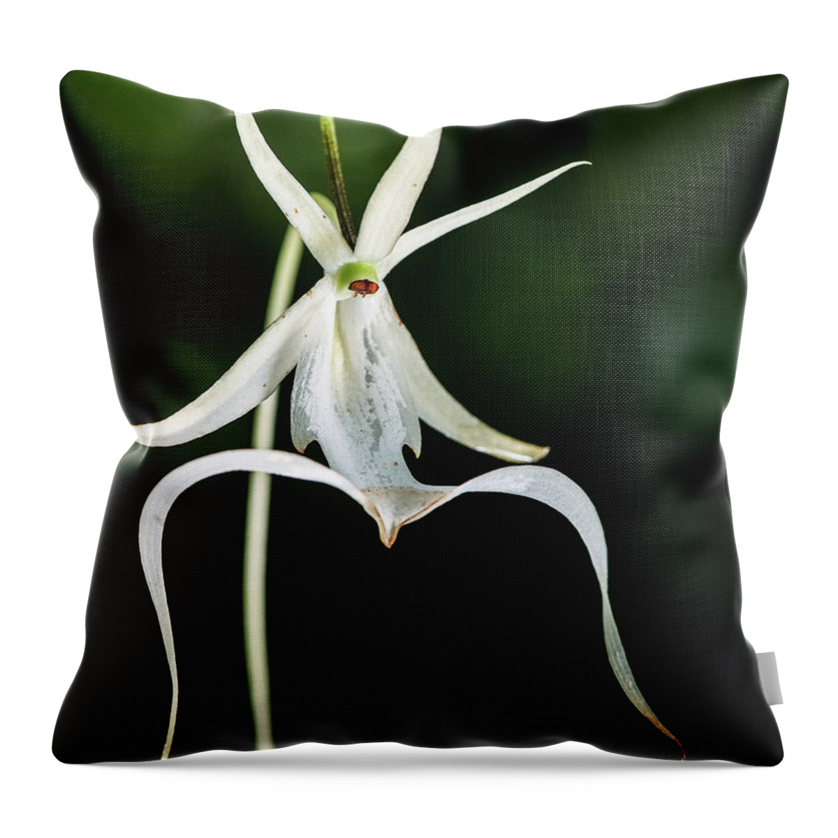 Dendrophylax Lindenii Throw Pillow featuring the photograph Fading Ghost Orchid by Rudy Wilms