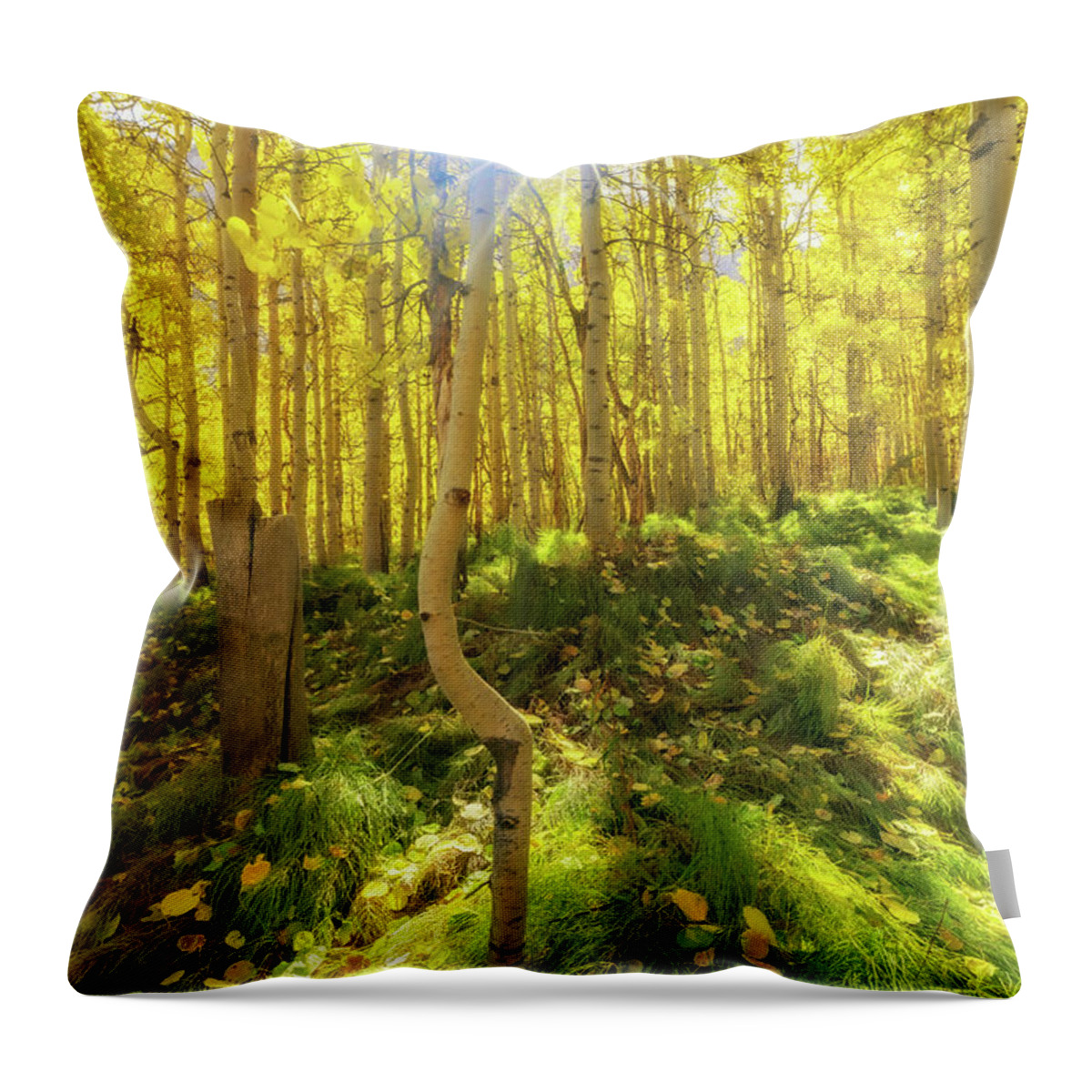 Fall Colors Throw Pillow featuring the photograph Fall Vibes by Tassanee Angiolillo