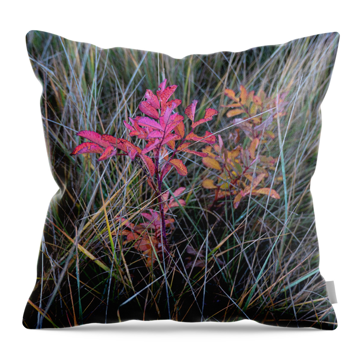 Wild Rose Throw Pillow featuring the photograph Fall Wild Rose Plant On The Prairie by Phil And Karen Rispin