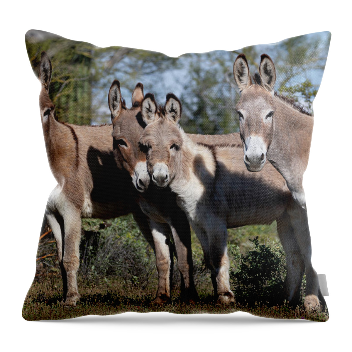 Wild Burros Throw Pillow featuring the photograph Family by Mary Hone