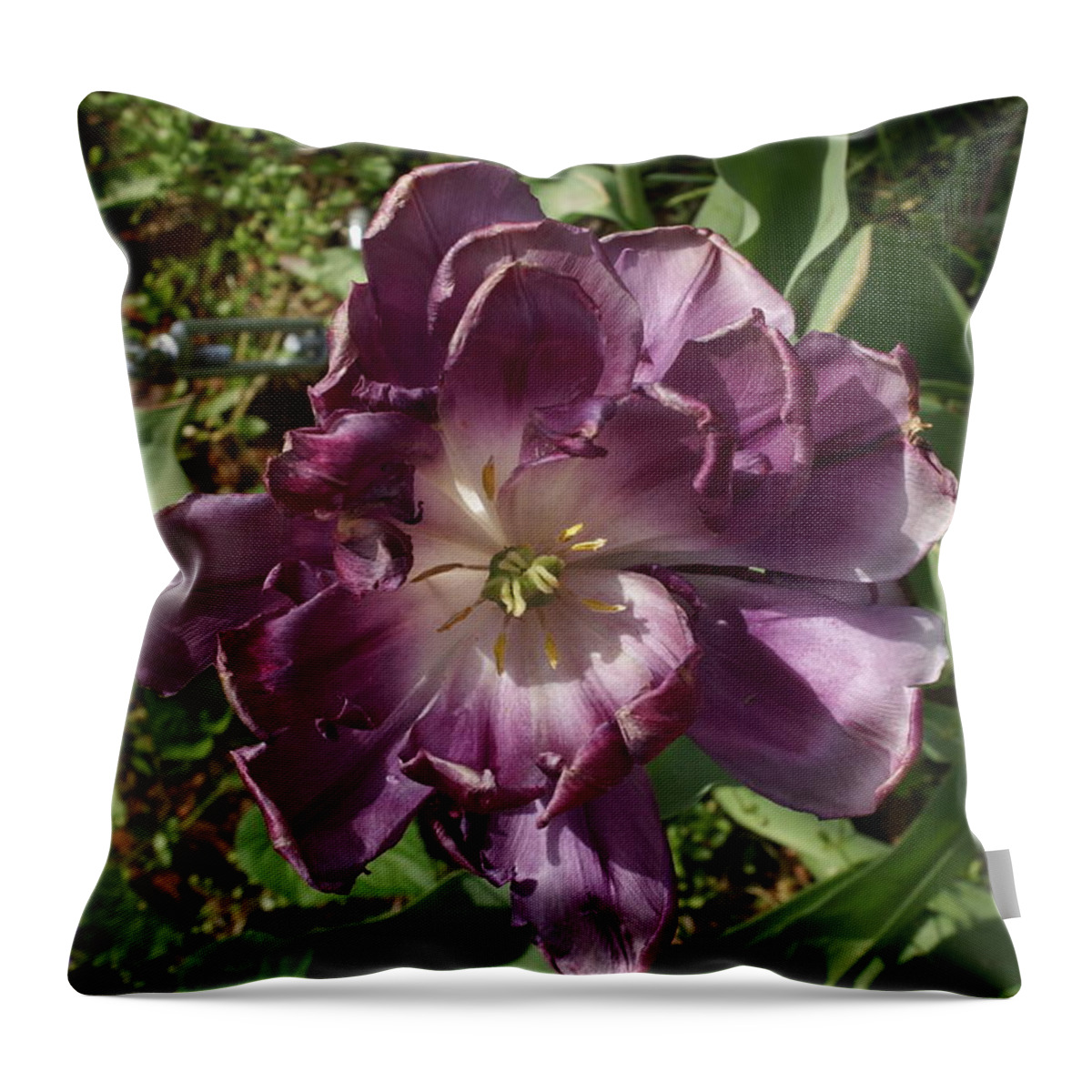  Throw Pillow featuring the photograph Fancy Tulip by Heather E Harman