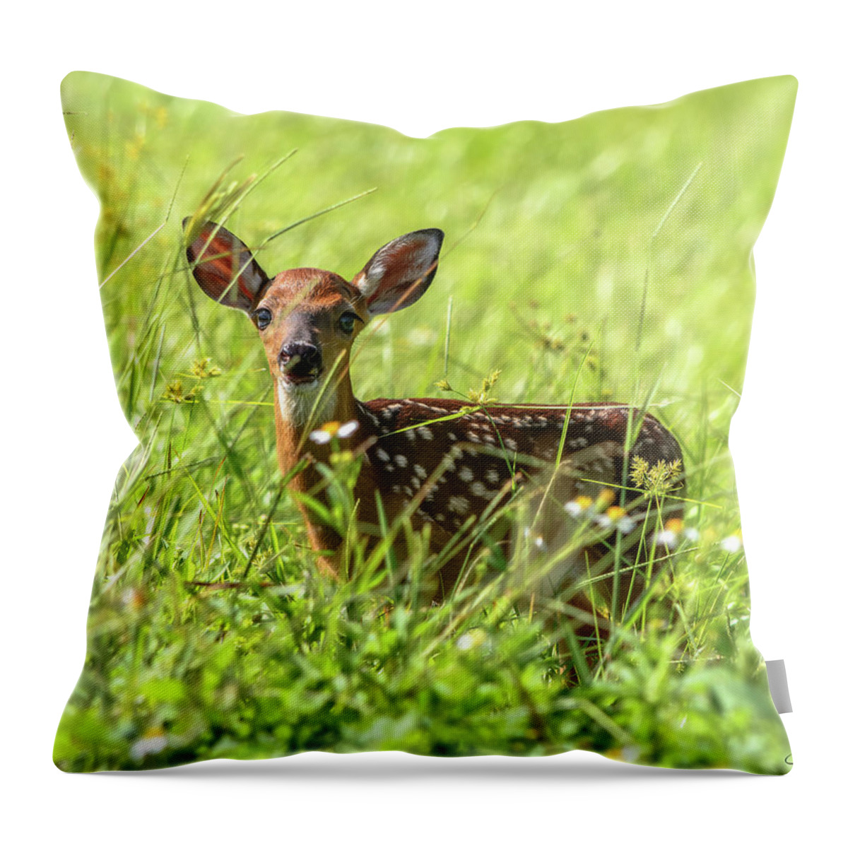 Fawn Throw Pillow featuring the photograph Fawn In Sunny Grass by Steven Sparks