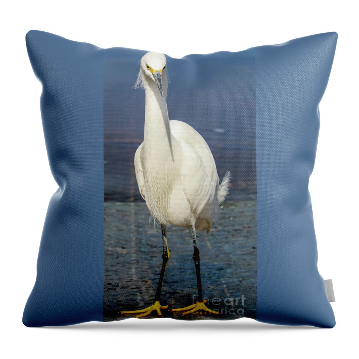 Snowy Egret Throw Pillow featuring the photograph Feathered Friend by Joanne Carey