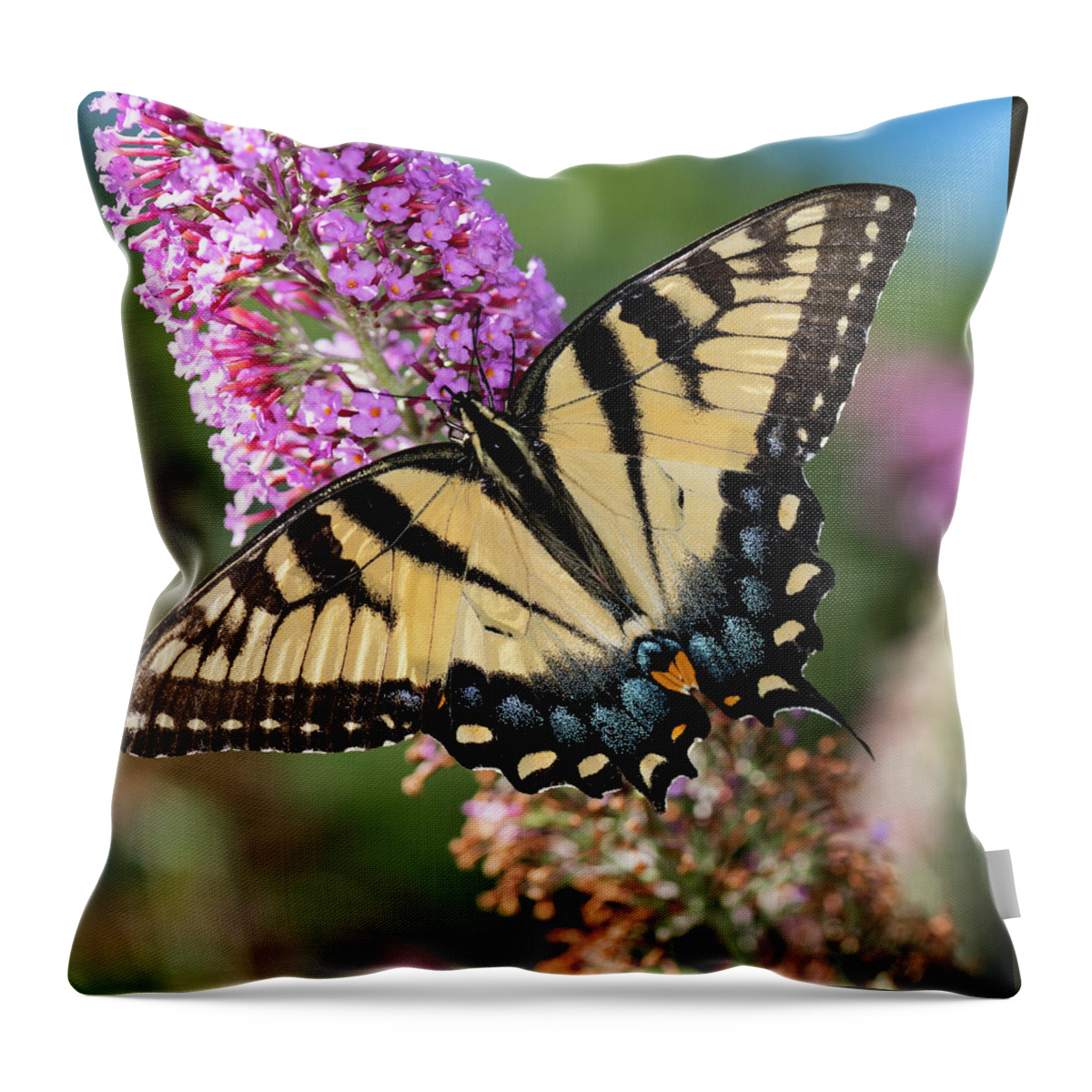 Butterfly Throw Pillow featuring the photograph Feeding Butterfly by Norman Reid