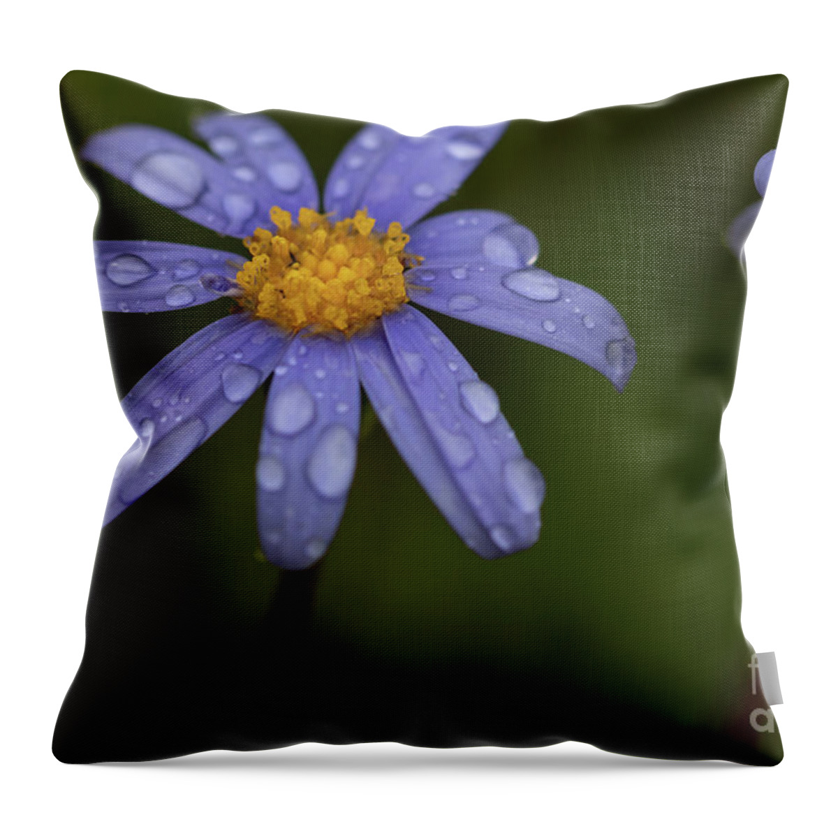 Felicia Aethiopica Throw Pillow featuring the photograph Felicia Aethiopica by Eva Lechner