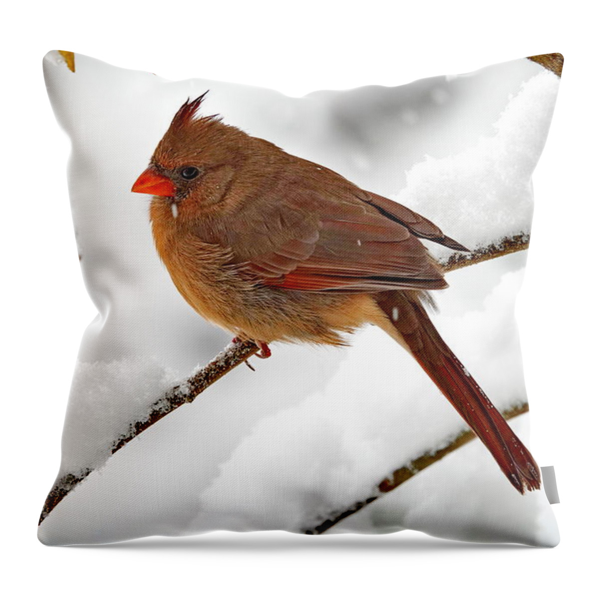 Northern Cardinal Throw Pillow featuring the photograph Female Northern Cardinal and Fresh Fluffy Snow by Lyuba Filatova