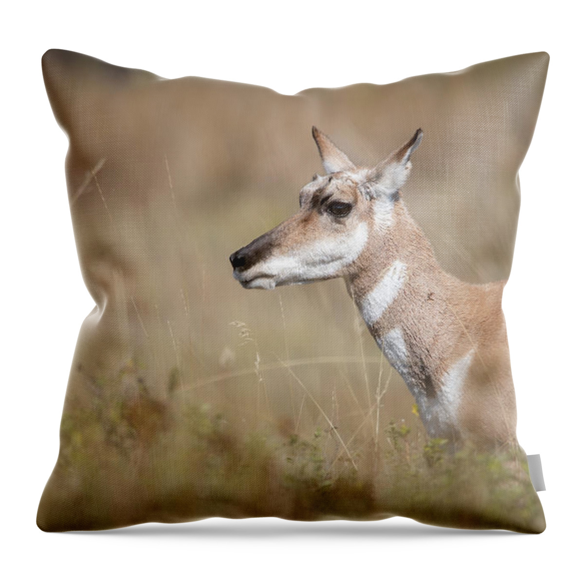 Montana Throw Pillow featuring the photograph Female Pronghorn by Constance Puttkemery