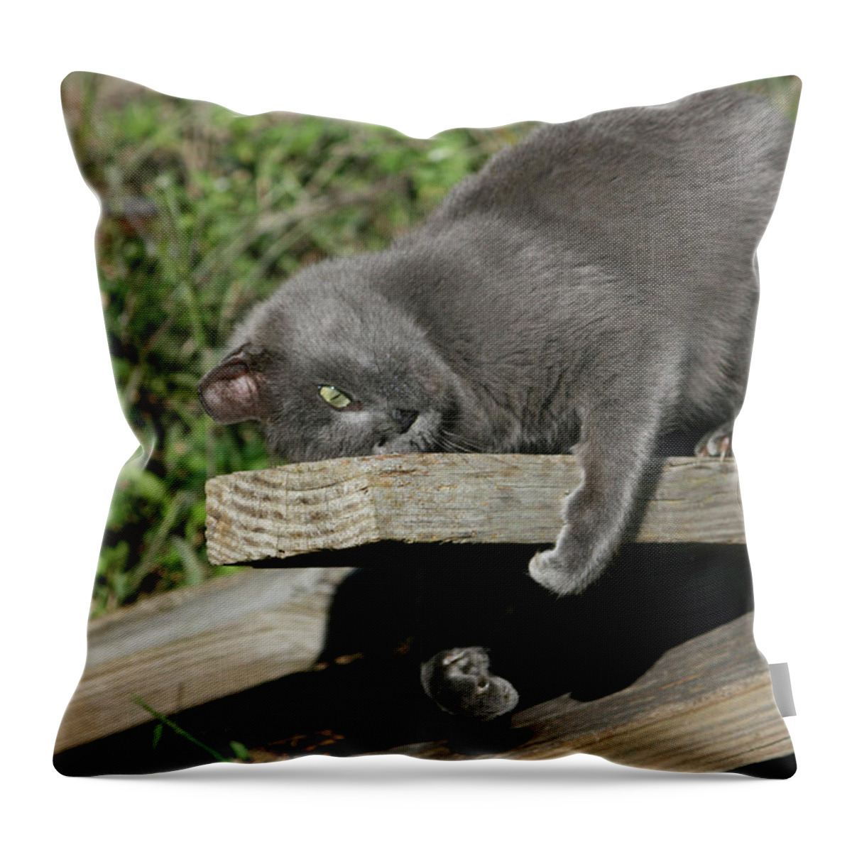 Feral Throw Pillow featuring the photograph Feral cat banging his head by Cathy Harper