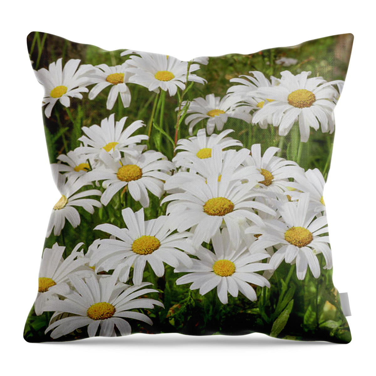Daisy Throw Pillow featuring the photograph Field of Daisies 2 by D Lee