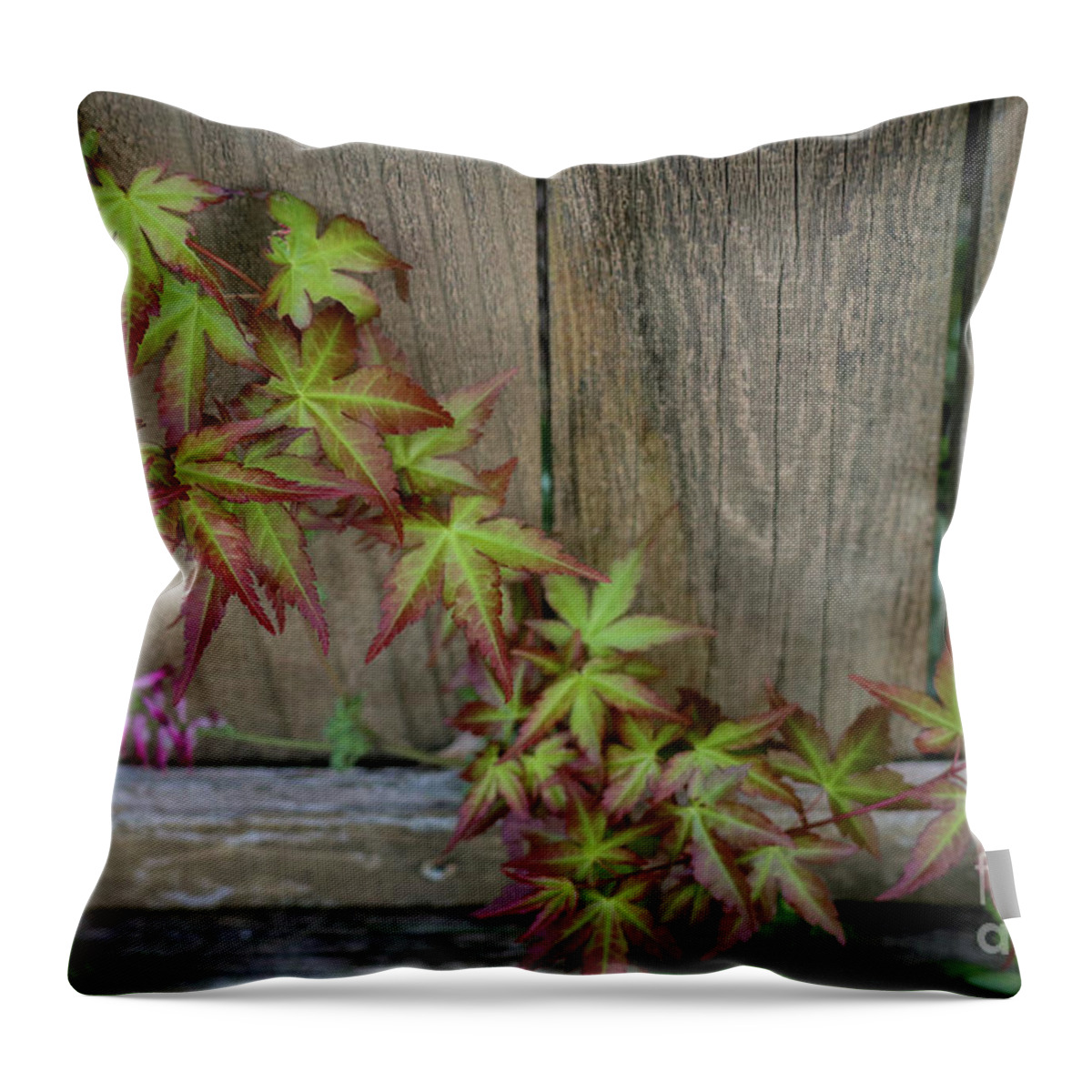 Vine Throw Pillow featuring the photograph Finding the Way by D Lee