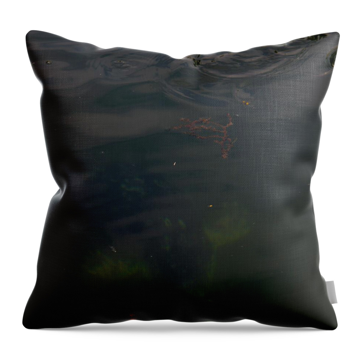 Seal Throw Pillow featuring the photograph Finr The Peaking Seal by James Cousineau