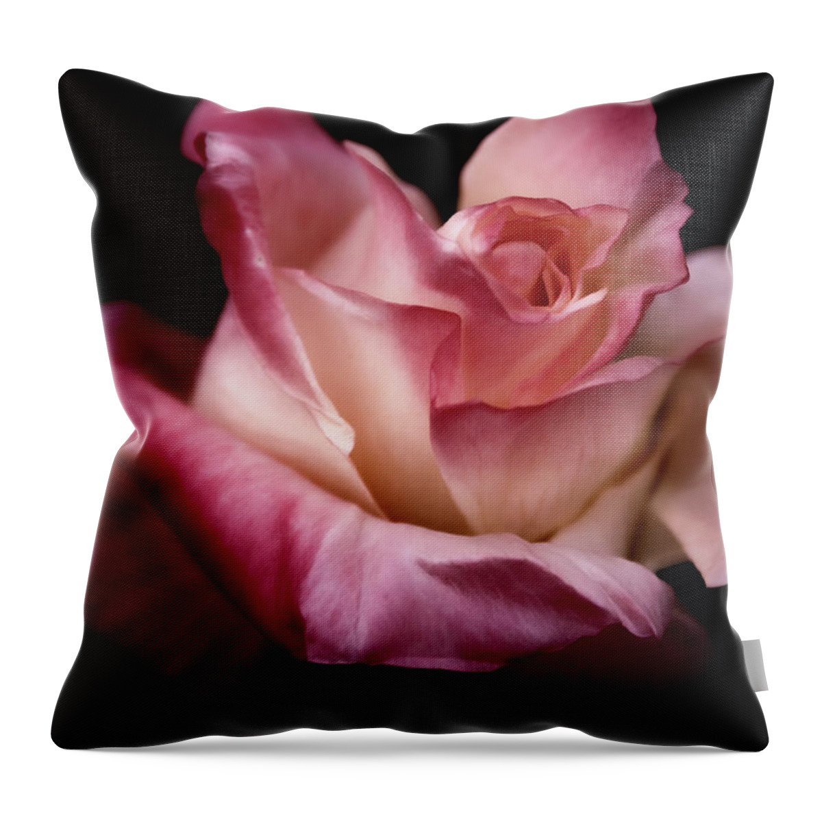 Rose Throw Pillow featuring the photograph Fire and Ice Rose against Black by Sally Bauer