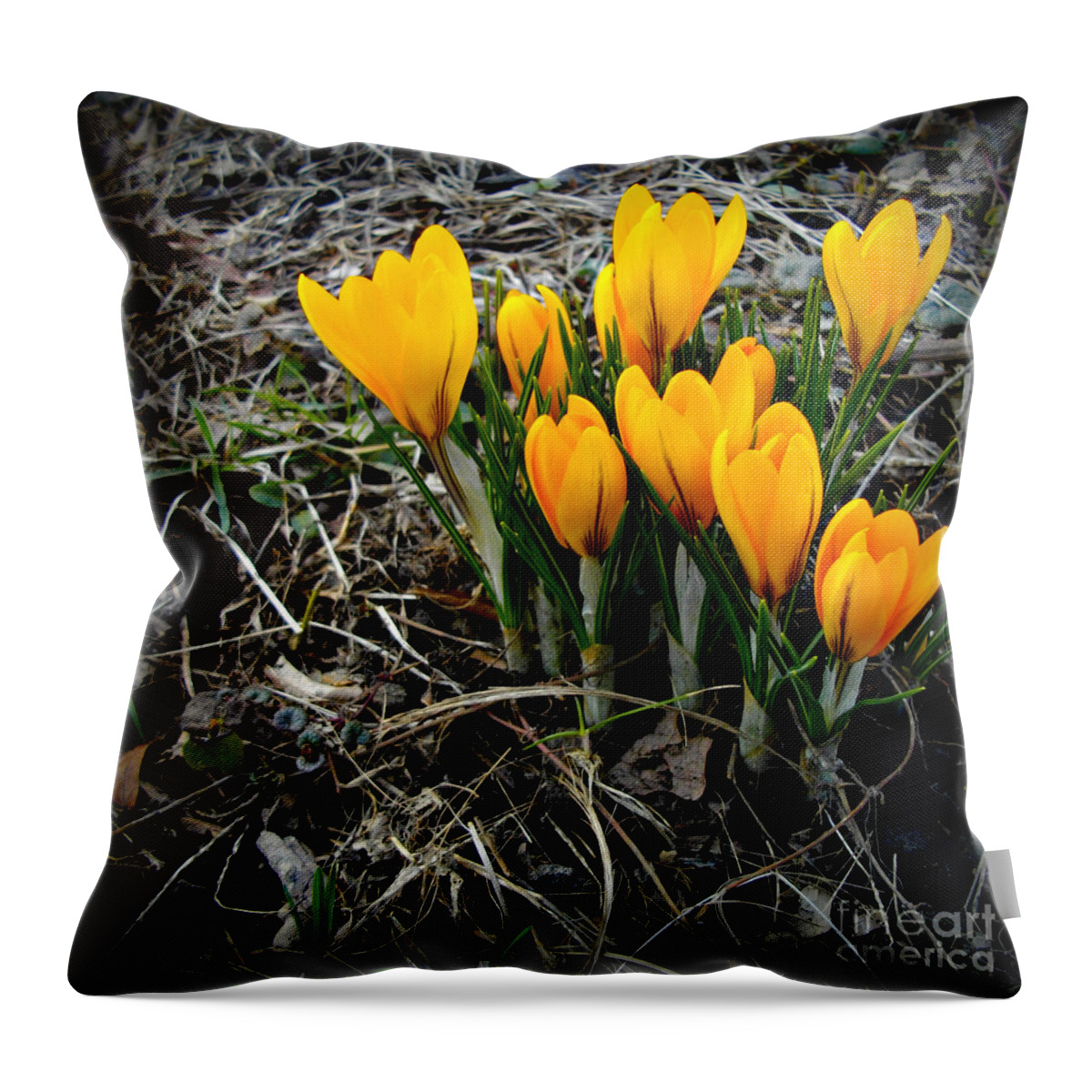 Crocus Blooms. Spring Throw Pillow featuring the photograph First Colors of Spring by Frank J Casella