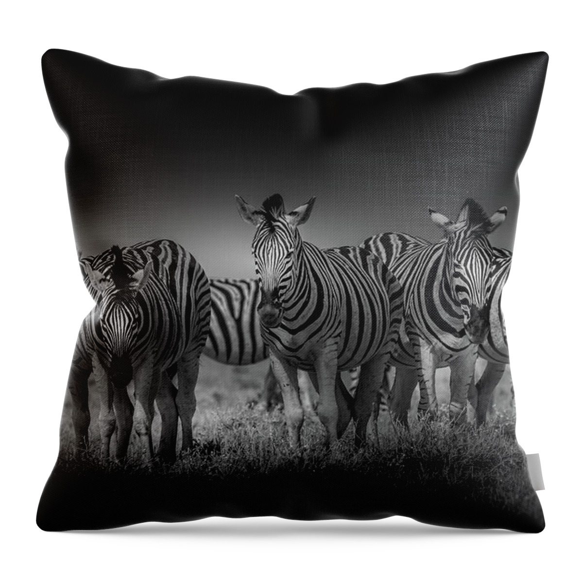 Zebra Throw Pillow featuring the photograph Five Zebra in Black and White by MaryJane Sesto