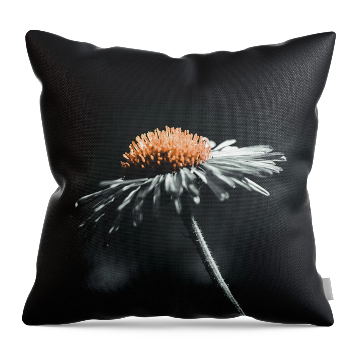 Fleabane Throw Pillow featuring the photograph Fleabane on the Forest Floor by Bonny Puckett