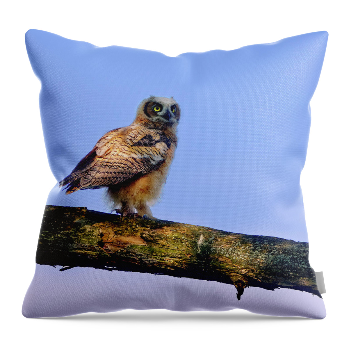 Owl Throw Pillow featuring the photograph Fledgling Great Horned Owl by Peter Herman