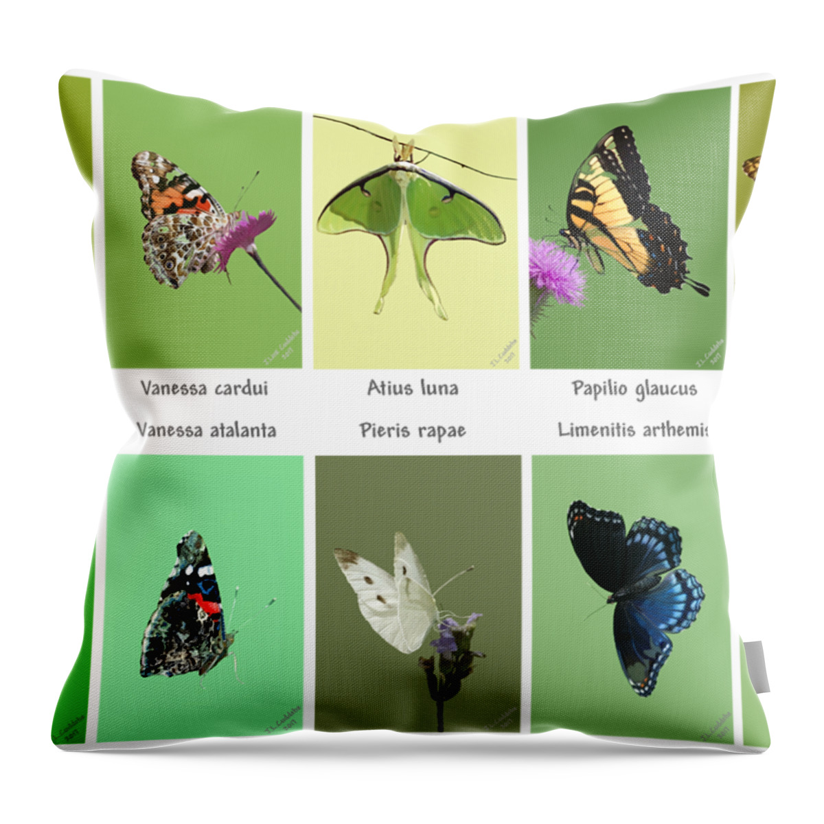 Wildlife Throw Pillow featuring the mixed media Flights of Fancy by Judy Cuddehe