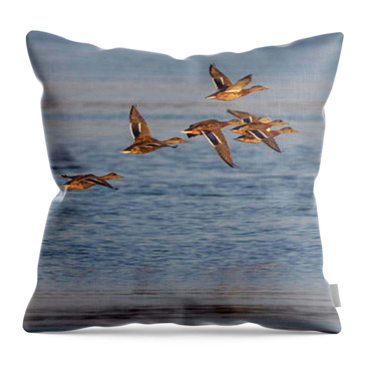 Duck Throw Pillow featuring the photograph Flock of female mallard ducks flying together by Elenarts - Elena Duvernay photo