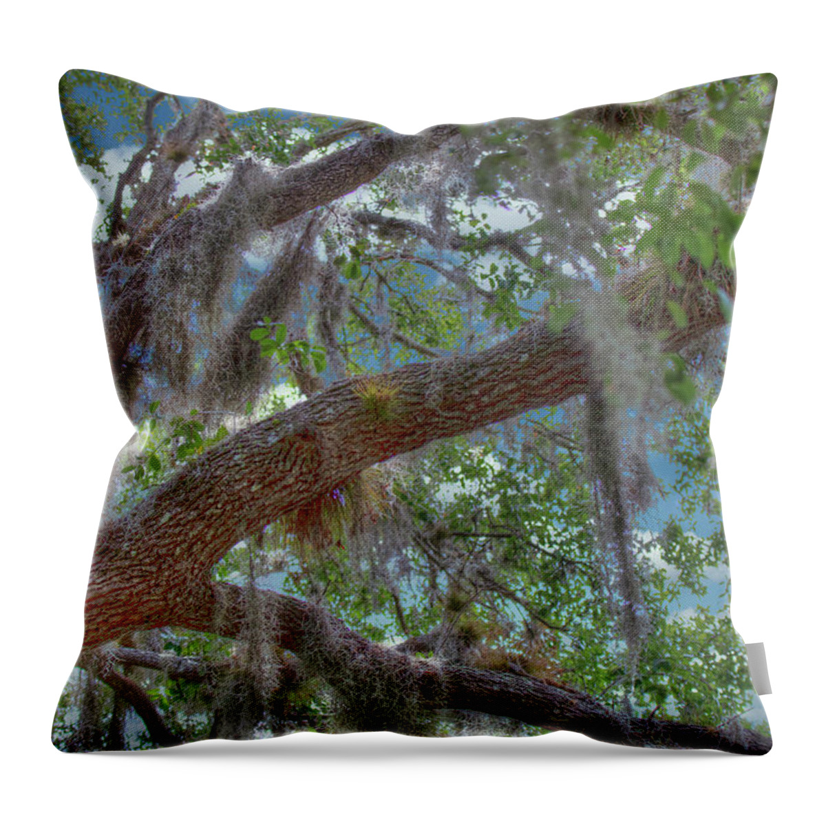 Florida Throw Pillow featuring the photograph Florida Woods by Richard Goldman
