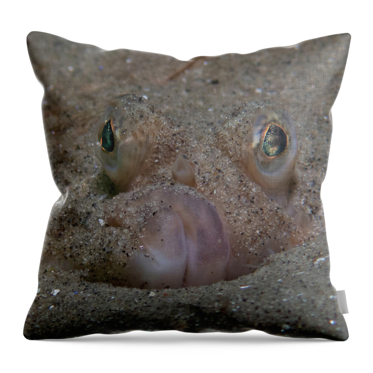Flounder Throw Pillow featuring the photograph Flounder in the sand by Brian Weber