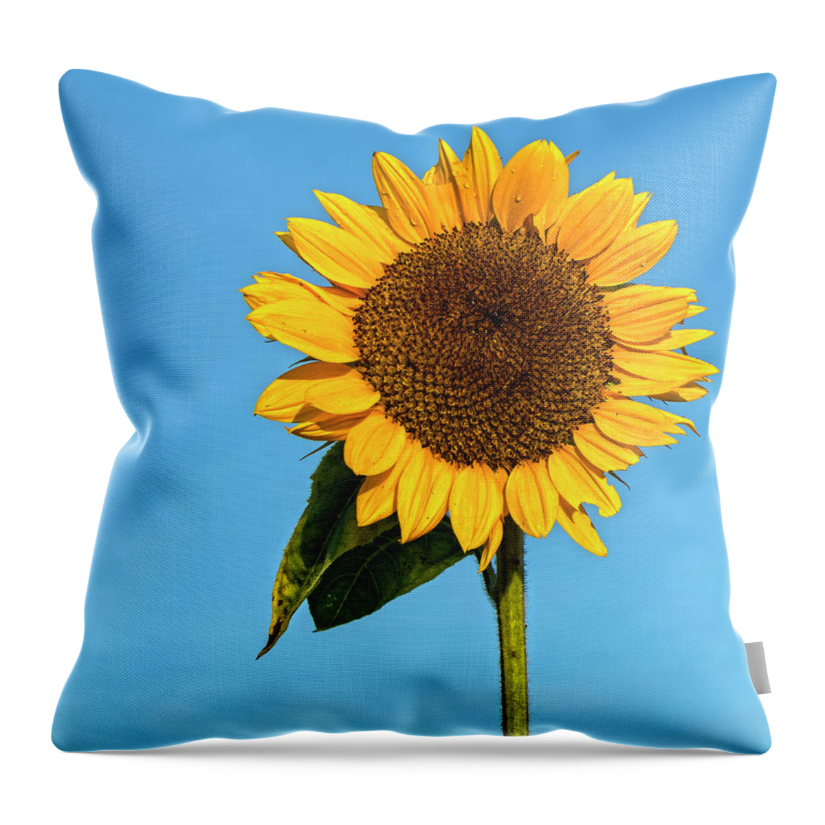 Sunflowers Throw Pillow featuring the photograph Flower For A Lady by Angelo Marcialis