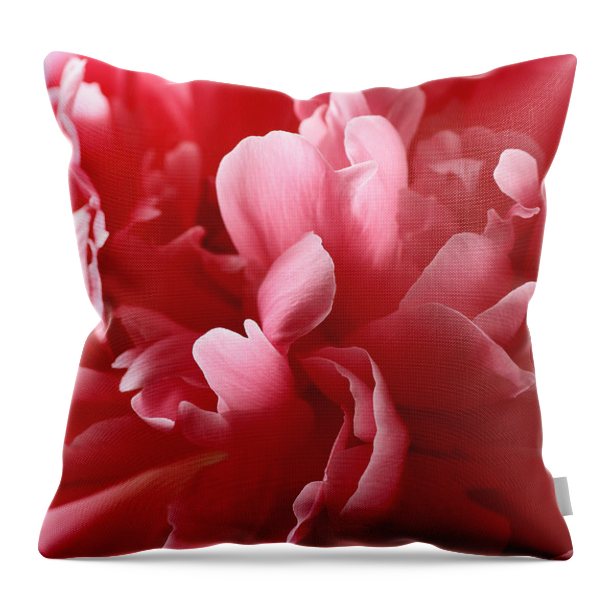 44263 Throw Pillow featuring the photograph Flower macro, pink with red petals of pion blossoms, closeup natural spring background concept by Julien