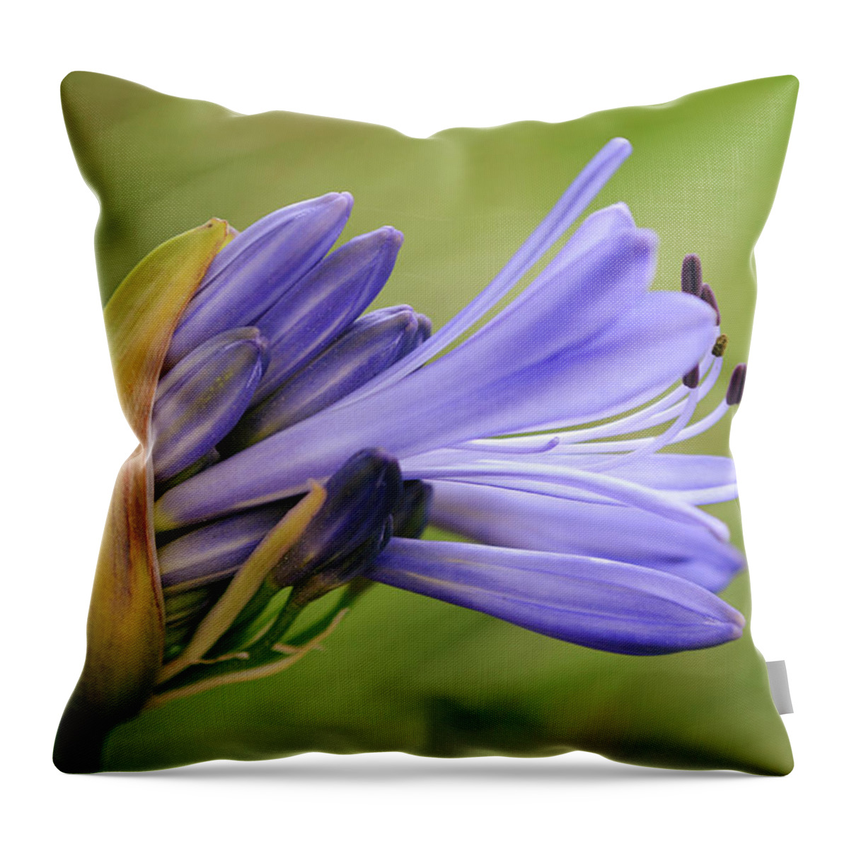 Flower Throw Pillow featuring the photograph Flowers of SoCal - Emergence of Agapanthus Flower by Gaby Ethington