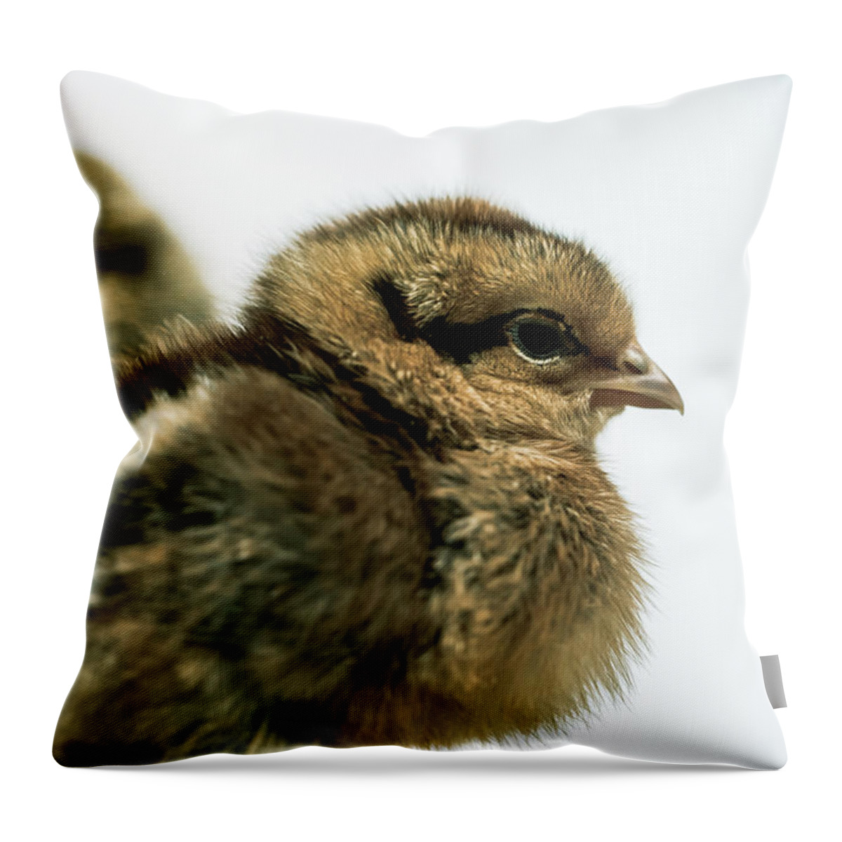 Chicks Throw Pillow featuring the photograph Fluffy Baby Chicks by Ada Weyland