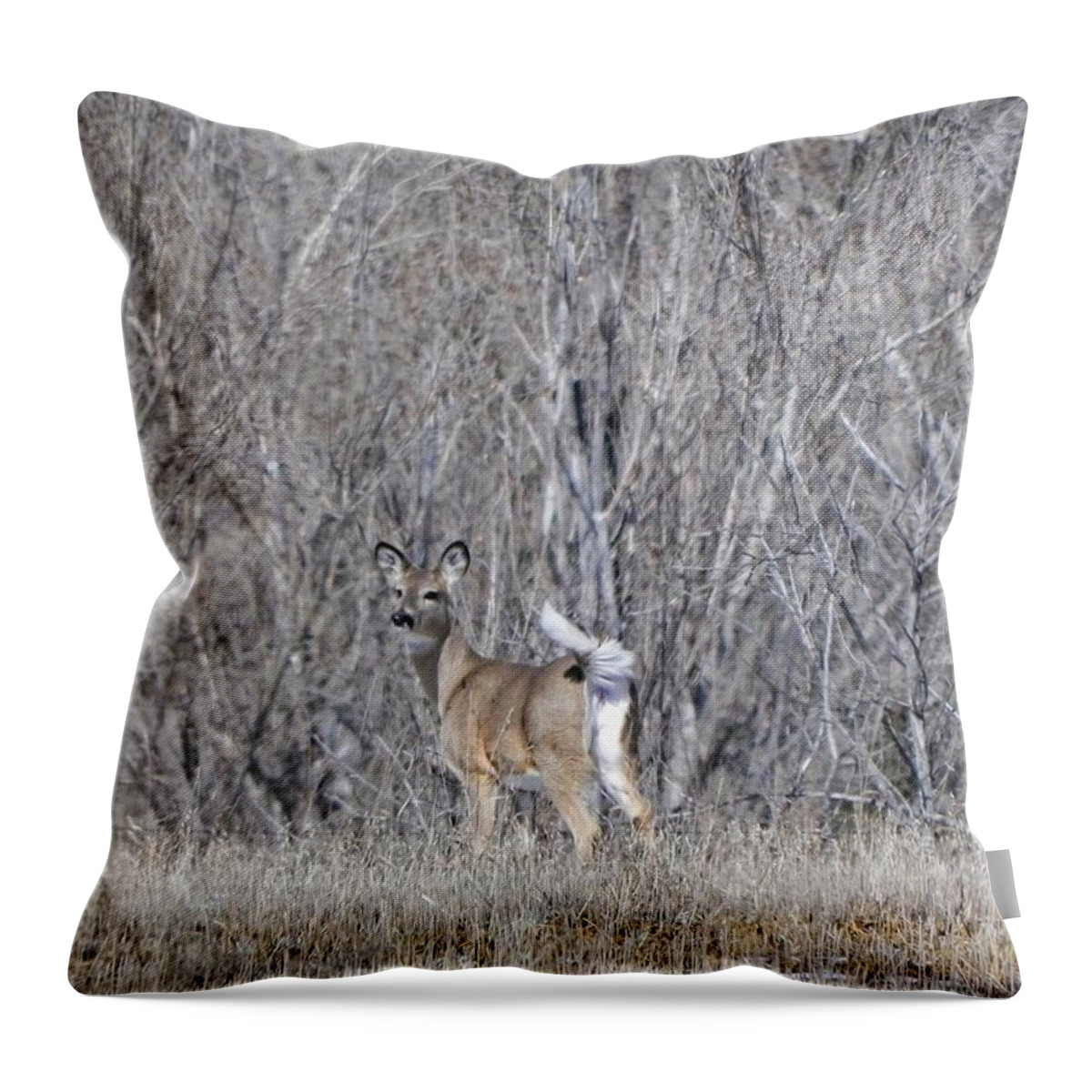 White Tail Deer Throw Pillow featuring the photograph Fluffy White Tail by Amanda R Wright
