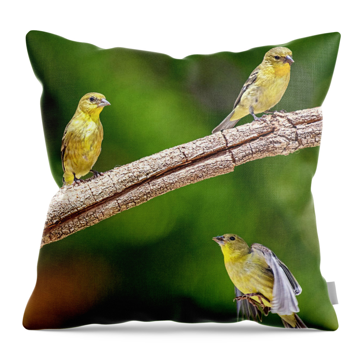 Finches Throw Pillow featuring the photograph Flying Finch by Dan McGeorge