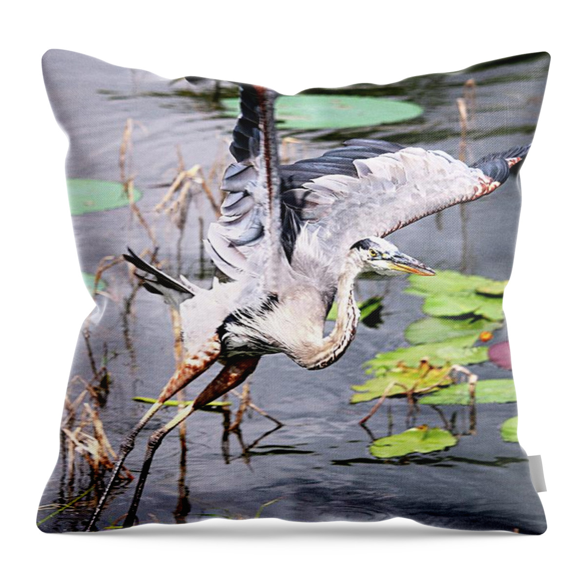 Flying Great Blue Heron Throw Pillow featuring the photograph Flying Great Blue Heron by Philip And Robbie Bracco
