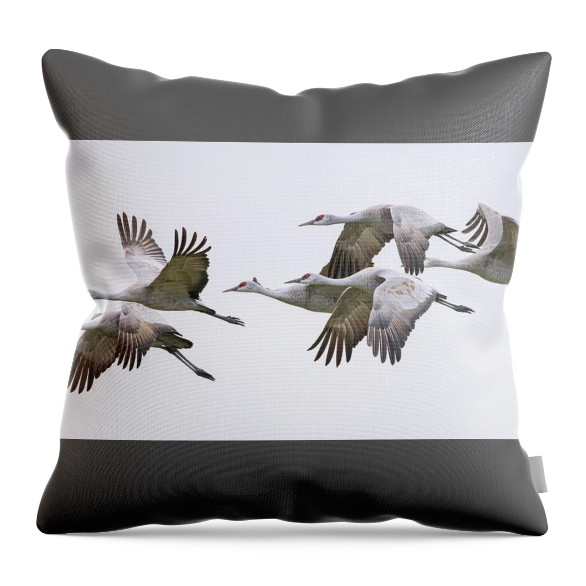 Sandhill Crane Throw Pillow featuring the photograph Flying Sandhill Cranes #1 by Carla Brennan