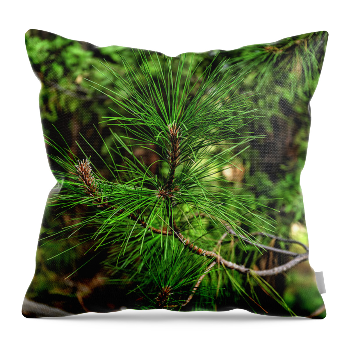 Green Throw Pillow featuring the photograph Forest green pines in Yosemite National Park by Abigail Diane Photography
