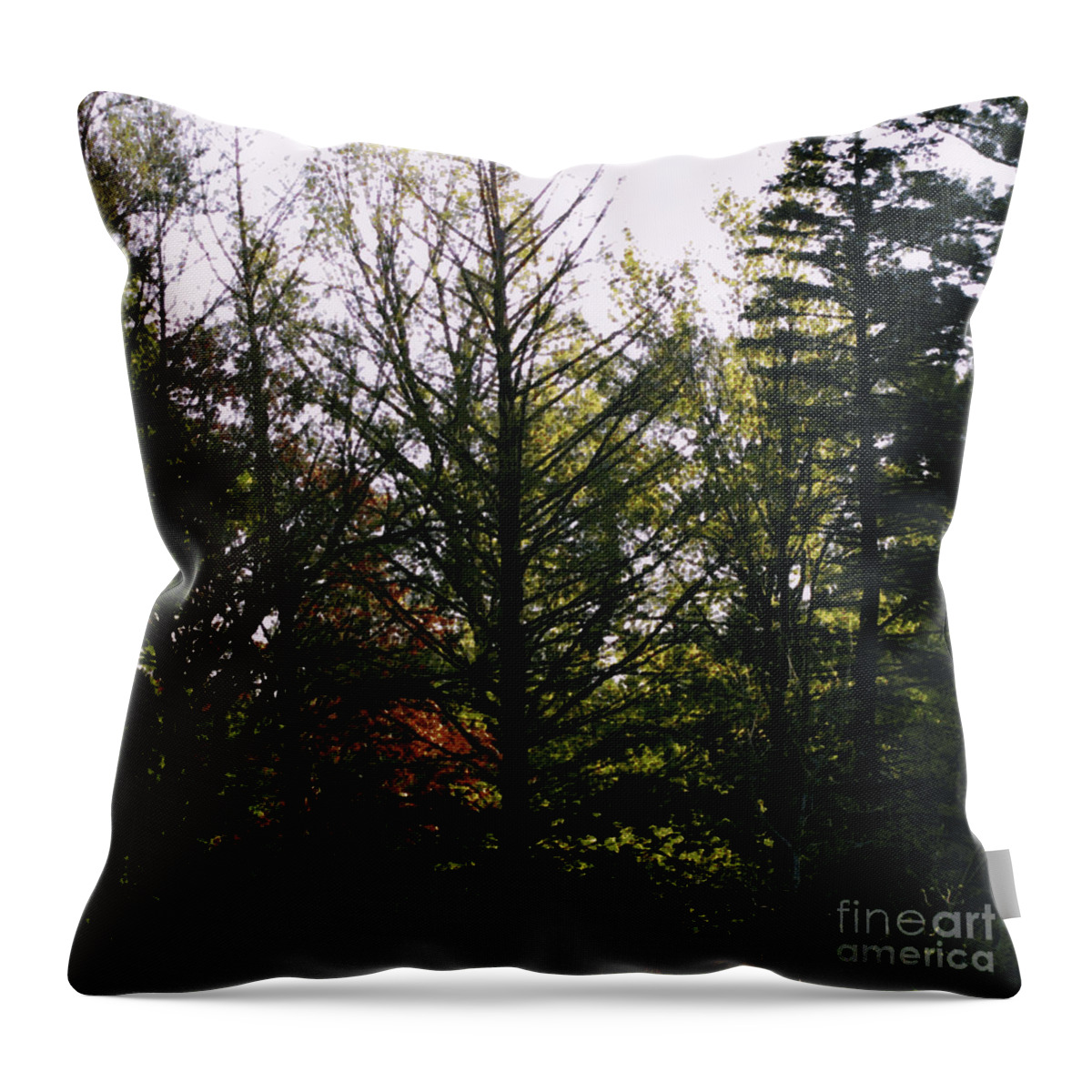Landscape Throw Pillow featuring the photograph Forest Morning Light Impressionism by Frank J Casella
