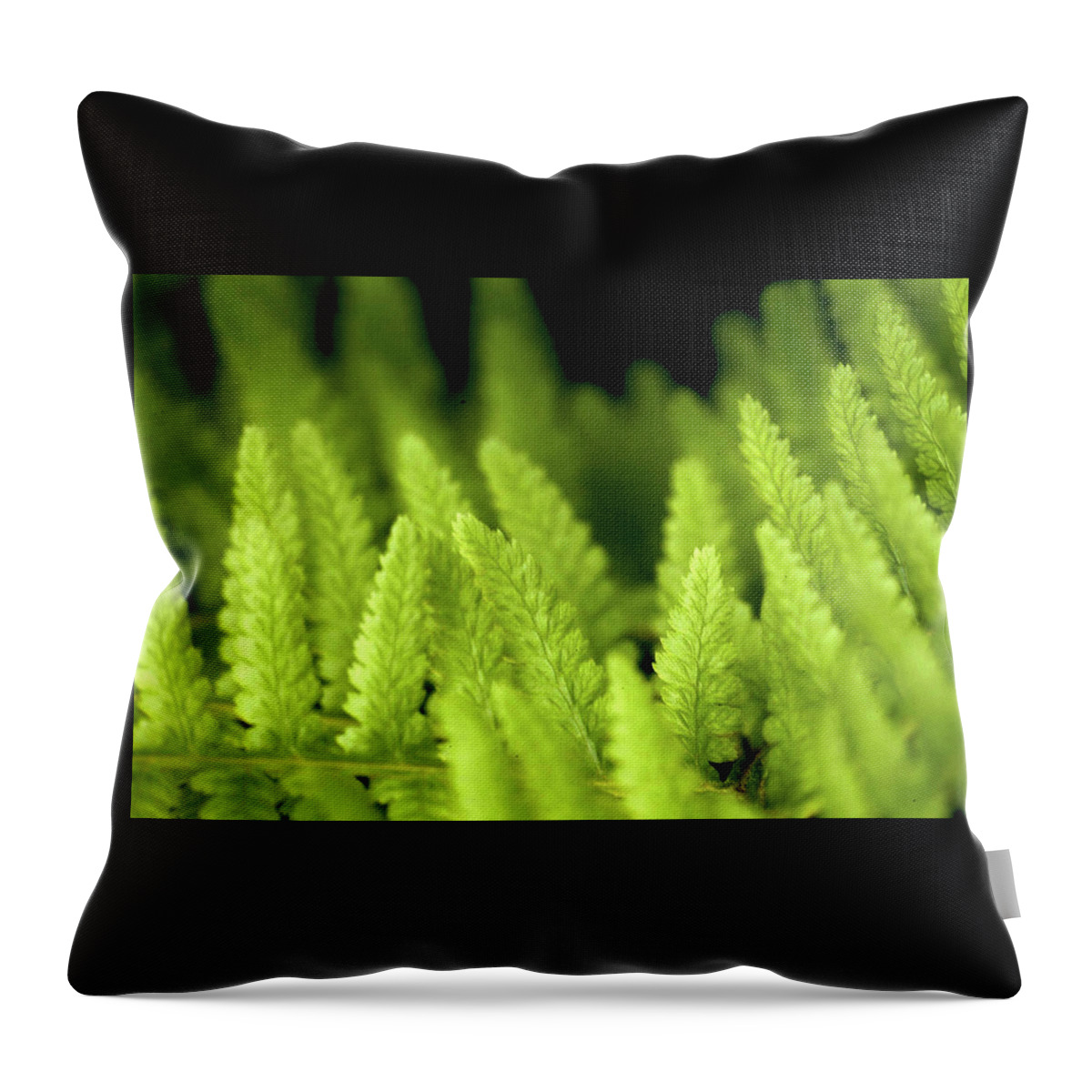 Ferns Throw Pillow featuring the photograph Forest of Ferns by Robert Dann