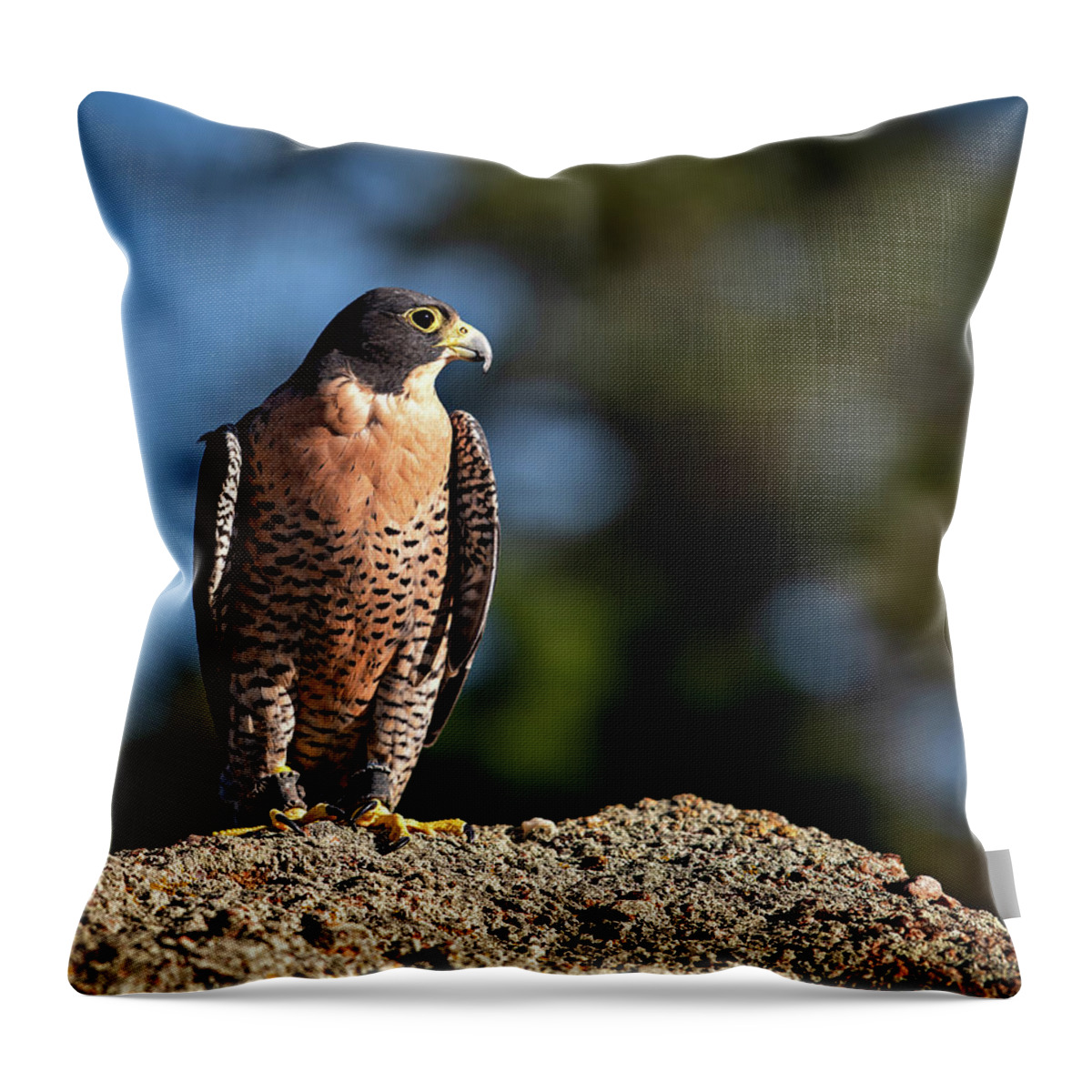 Falcon Throw Pillow featuring the photograph Fred the Falcon by Elin Skov Vaeth
