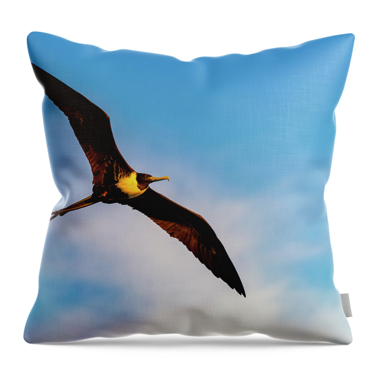 Bird Throw Pillow featuring the photograph Frigatebird by William Dickman
