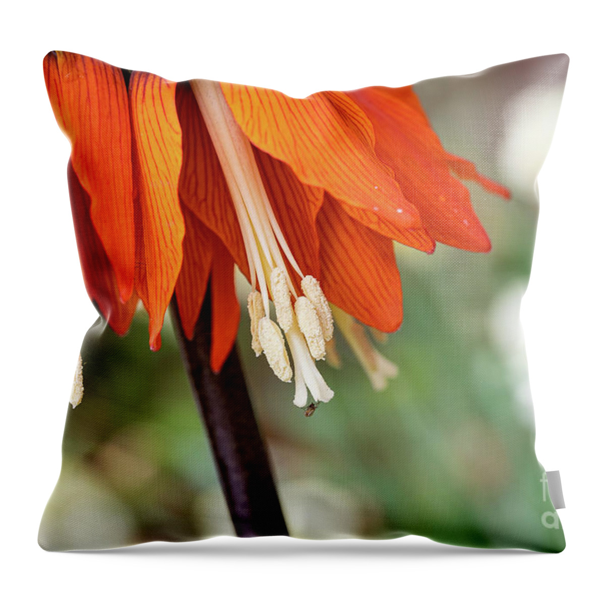 Blossoms Throw Pillow featuring the photograph Fritillaria in Spring by Marilyn Cornwell