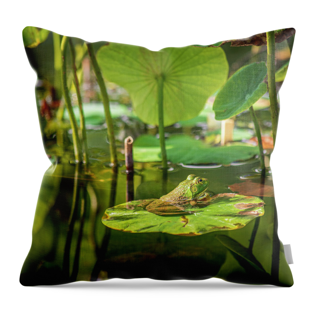 Frog Throw Pillow featuring the photograph Frog on Lily Pad 2 by Michael Saunders