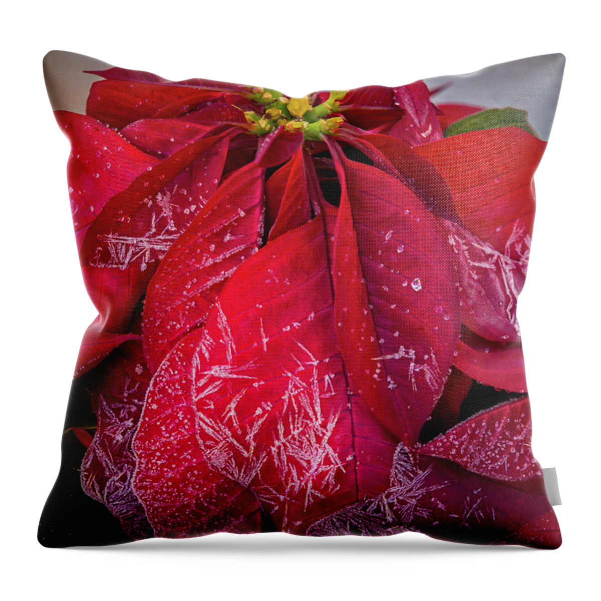 Poinsettia Throw Pillow featuring the photograph Frost on the Poinsettia by Dorothy Cunningham