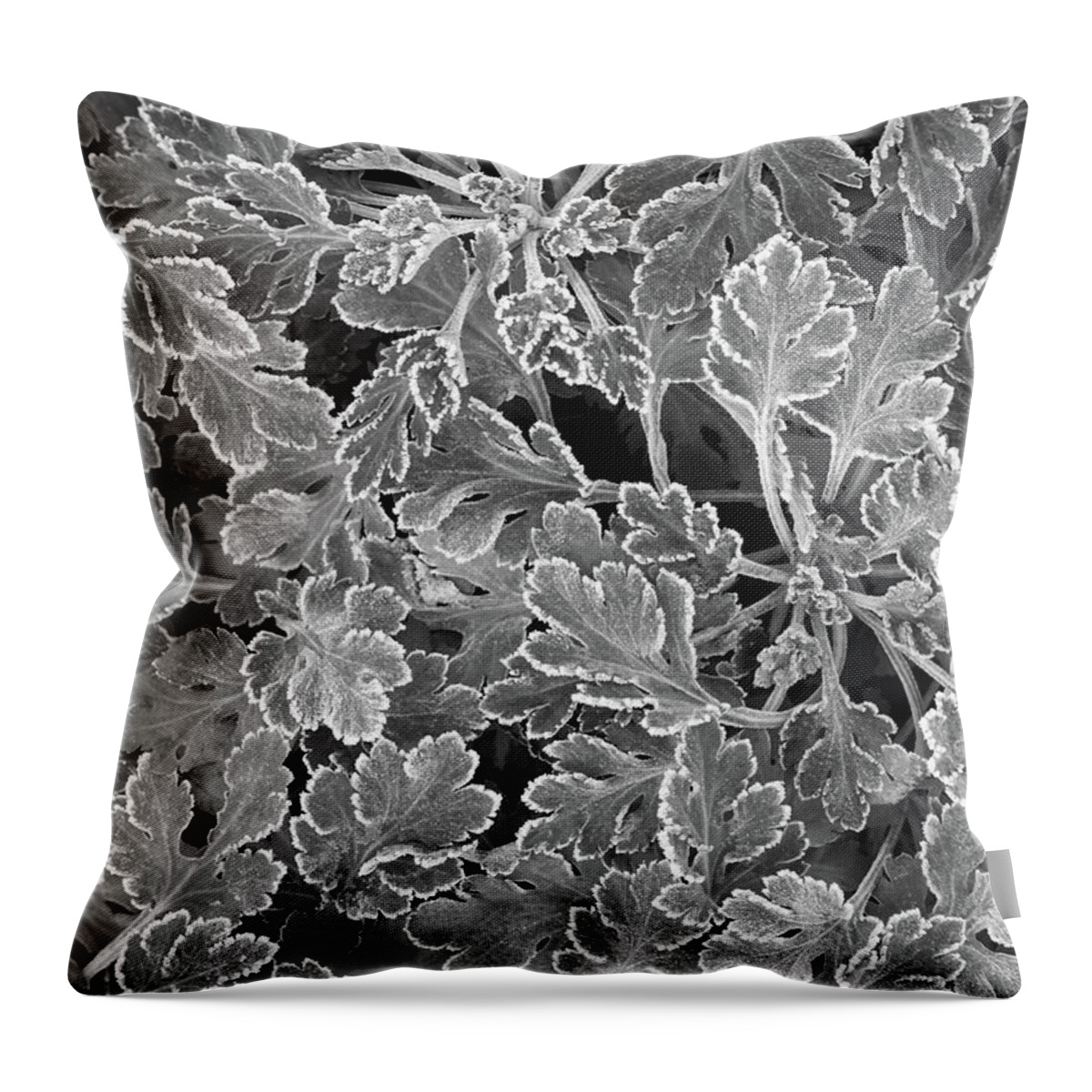 Black And White Throw Pillow featuring the photograph Frost Covered Chrysanthemum Leaves Black and White by Kathi Mirto