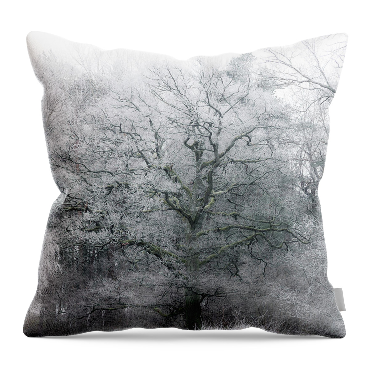 Winter Throw Pillow featuring the photograph Frosty Winter Tree by Nicklas Gustafsson