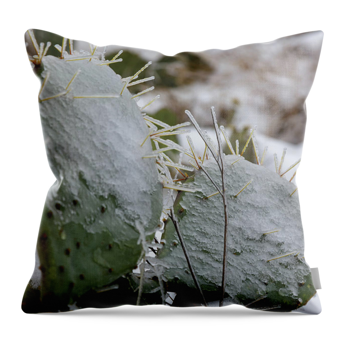 Prickly Throw Pillow featuring the photograph Frozen Prickly Pear by Steve Templeton